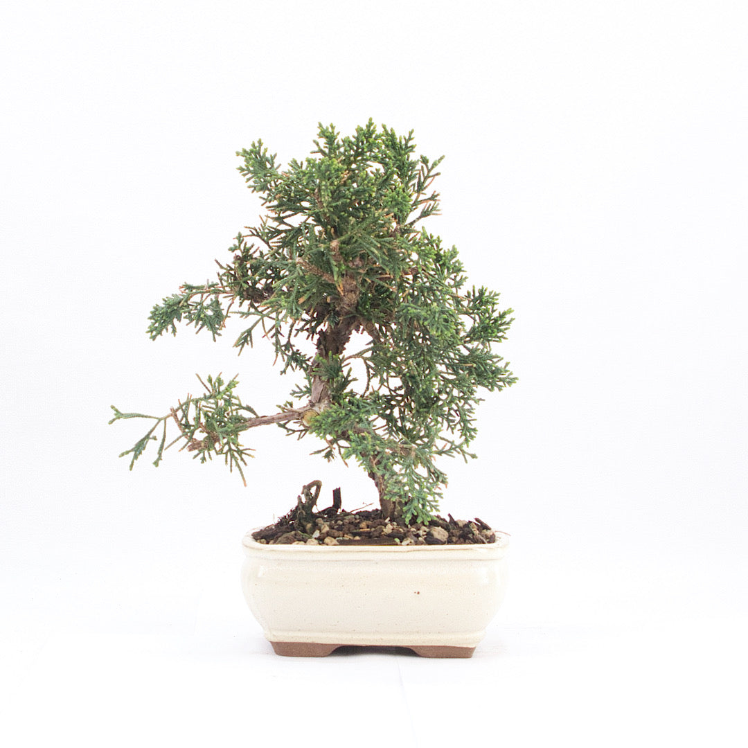 Chinesischer Wacholder 'Juniperus chinensis kyushu'